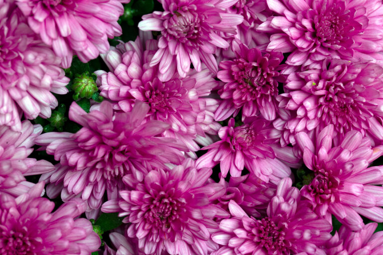 Pink Mums Flowers