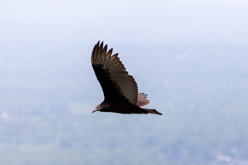 Bird in Flight