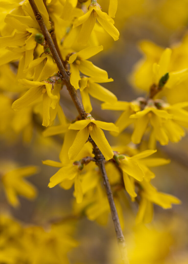 Forsythia Flowers