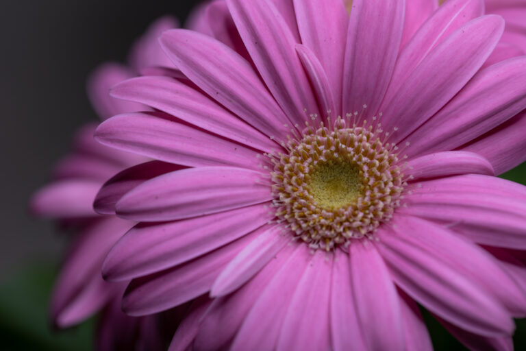 Pretty Pink Flowers