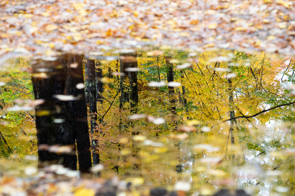 Fall Reflections