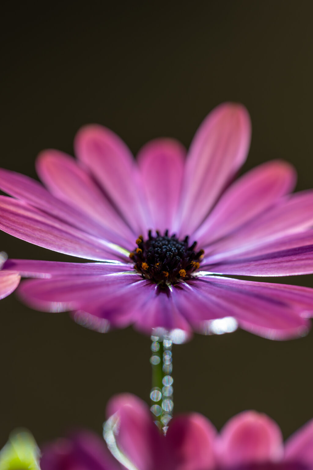 Ethereal Flower