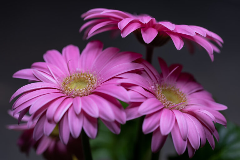 Beautiful Pink Flowers