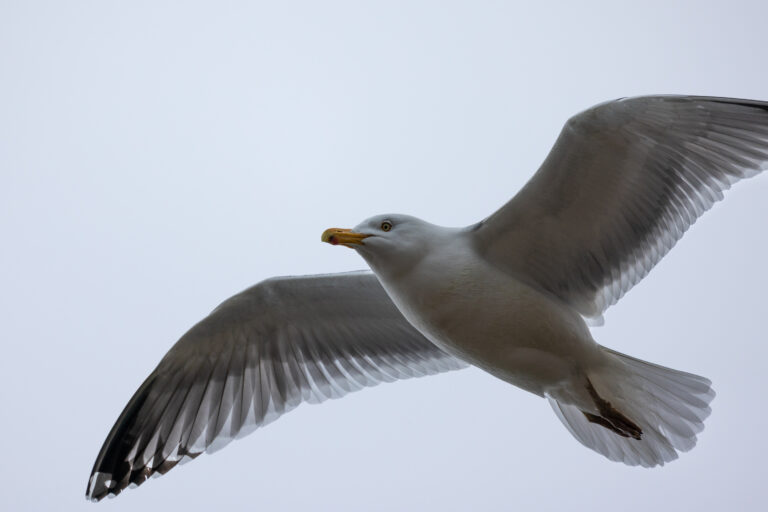 Seagull Flying