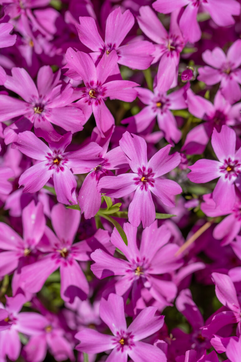 Wallpaper of Flower Petals