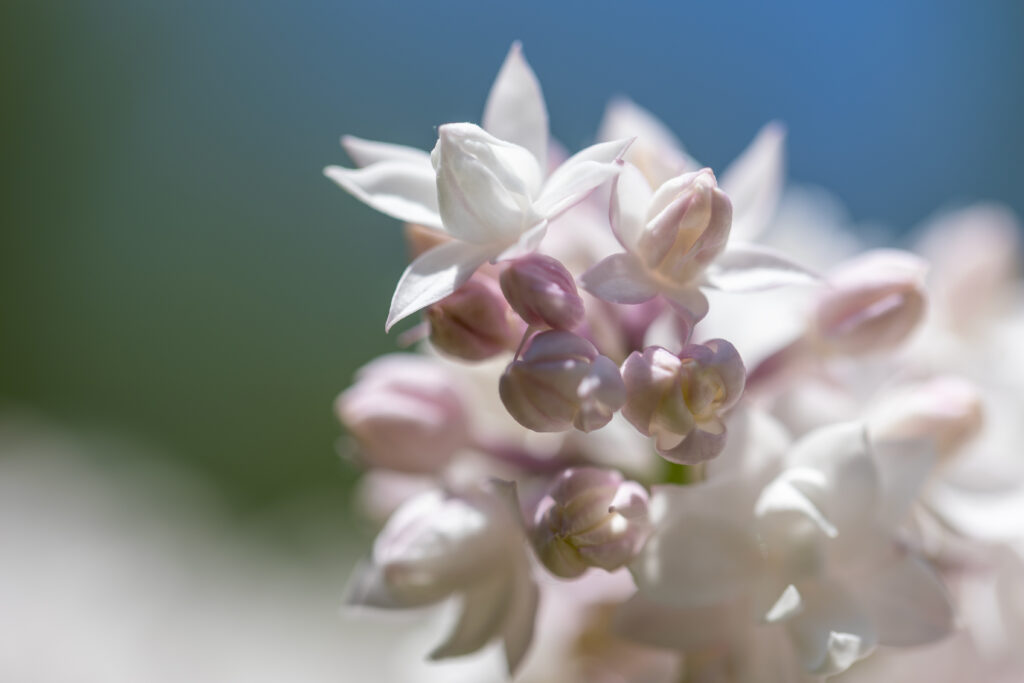 Pretty White Flowers in Spring