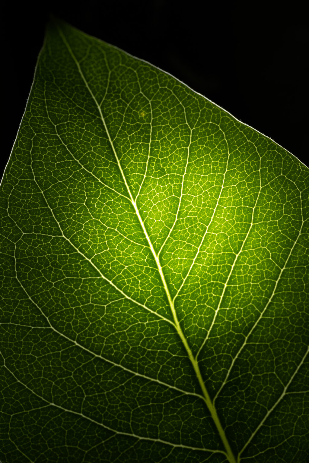 Amazing Details of an Illuminated Leaf