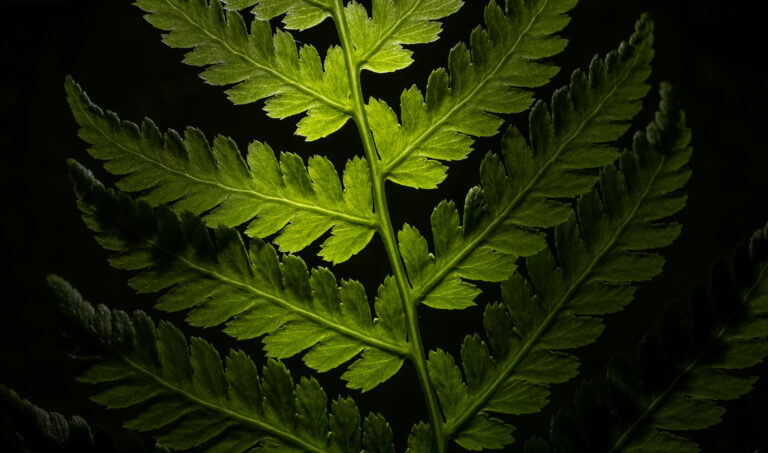 Illuminated Fern Wallpaper