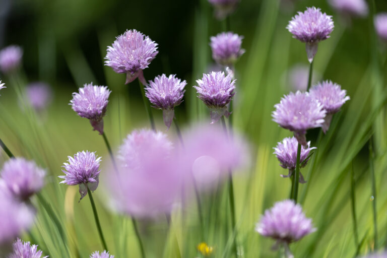 Chives in the Garden