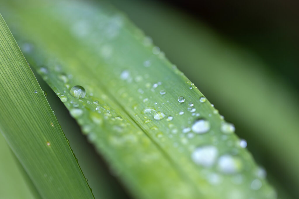 Water Droplets on a Plant