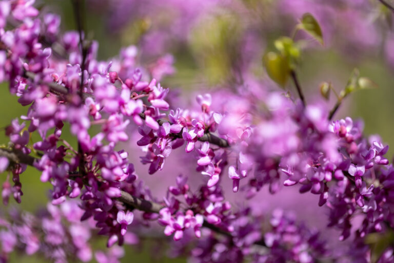 Vibrant Colors of Summer Plants