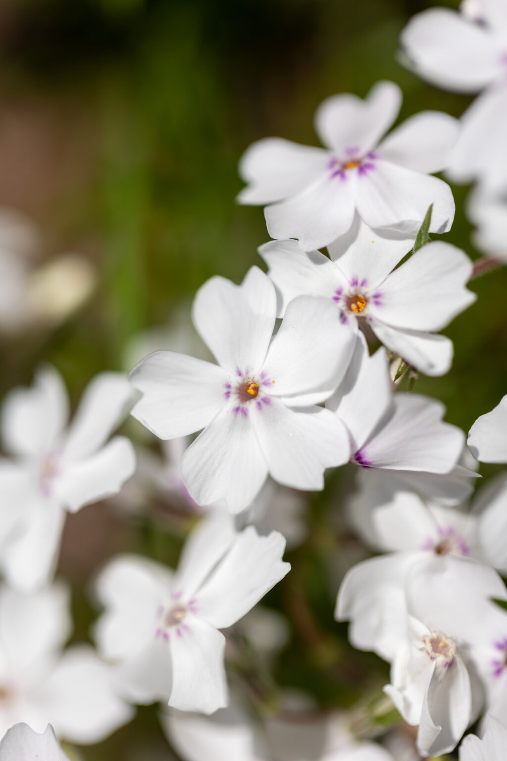 White Summer Flowers