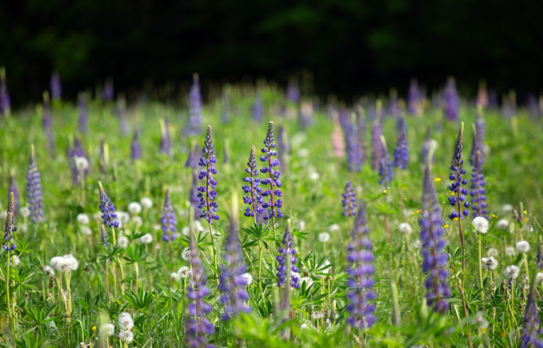 Beautiful Lupine Field