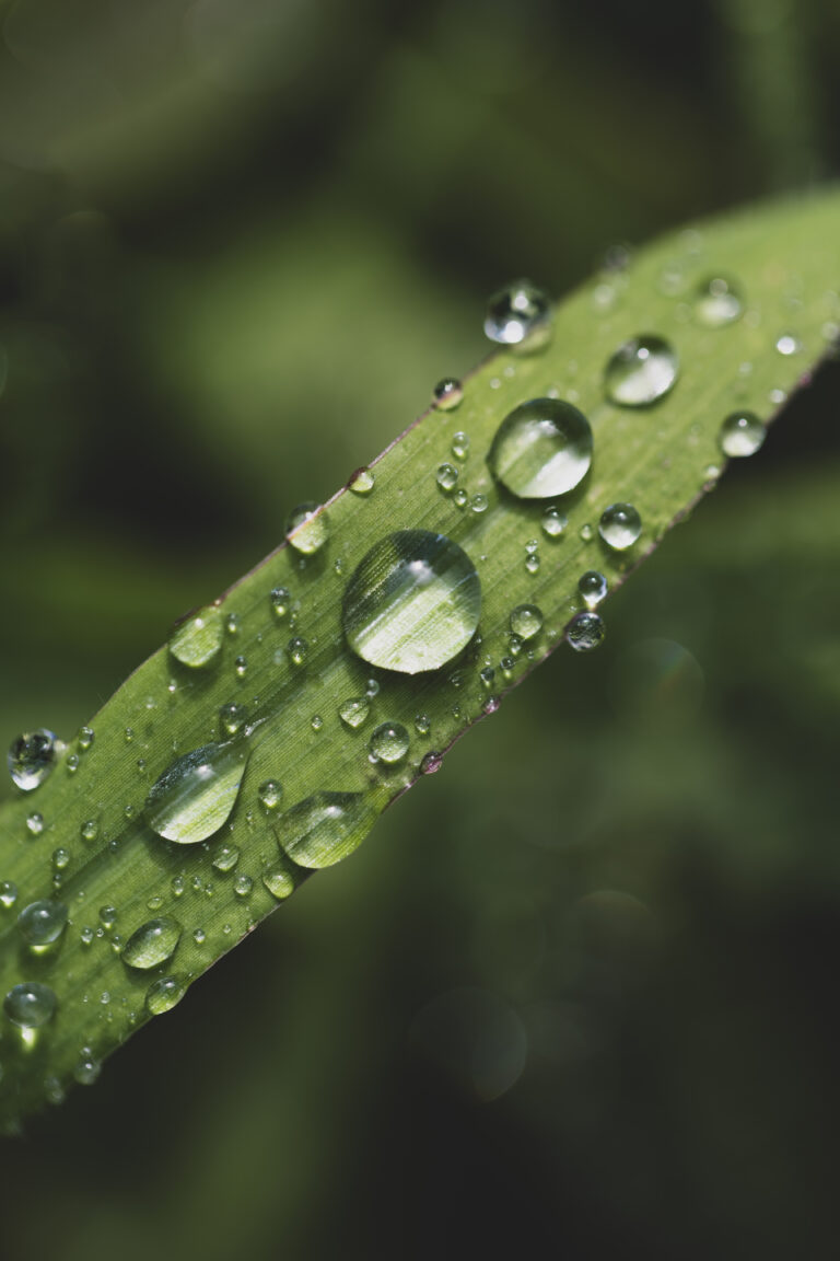 Macro Rain Drops on Grass