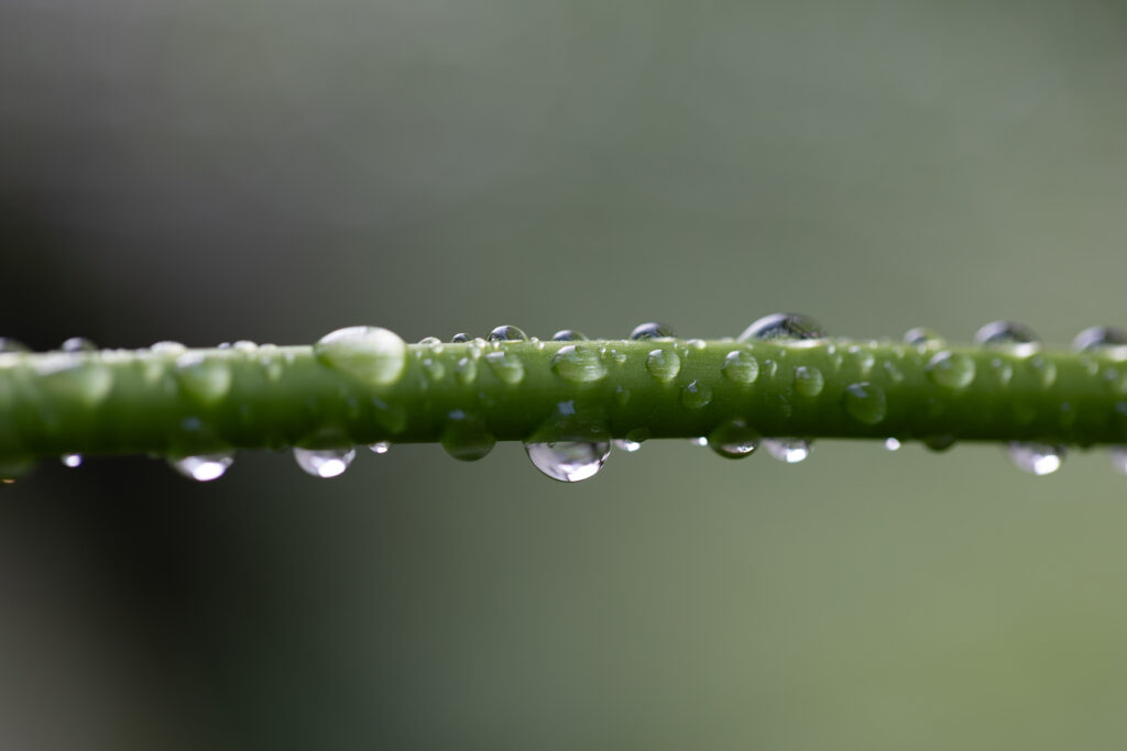 Rain Drops on Plants