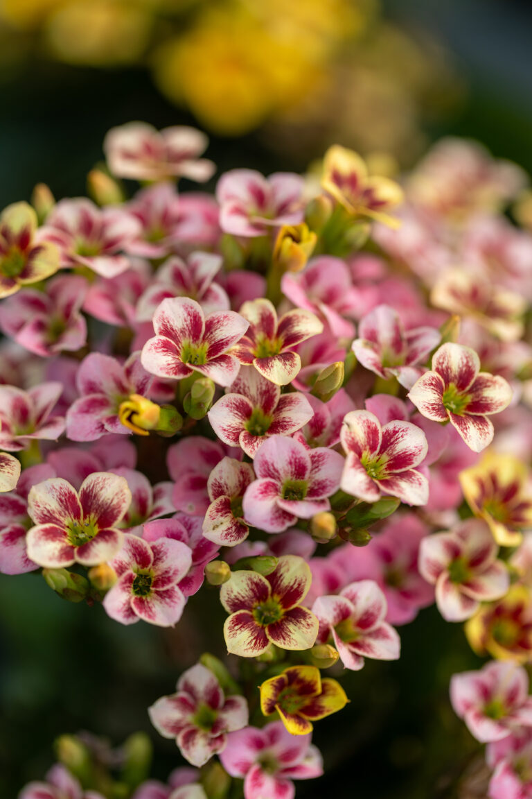 Beautiful Textured Flowers