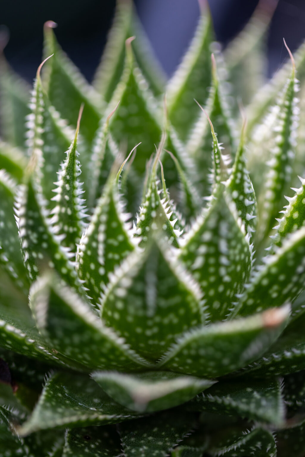 Spiky House Plant