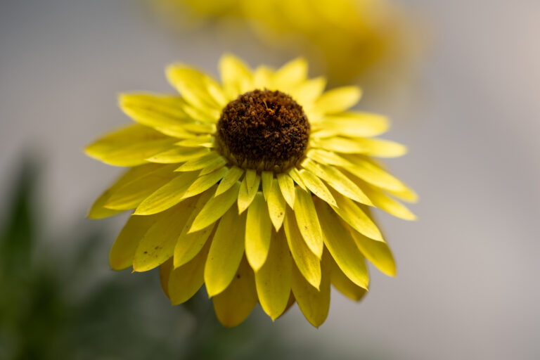 Amazing Yellow Flower