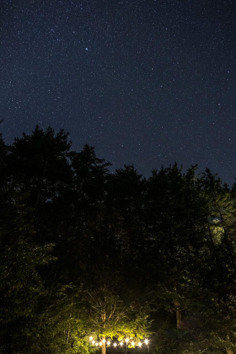 Forest Lights and the Night Sky