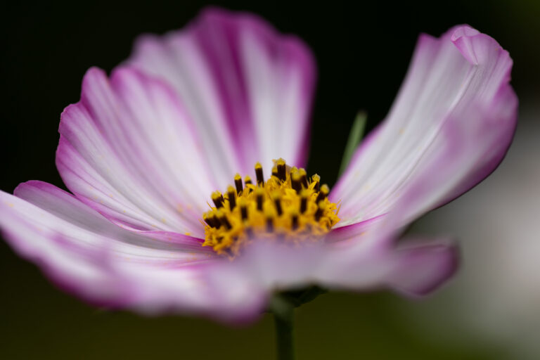 Beautiful Macro Flower Photo