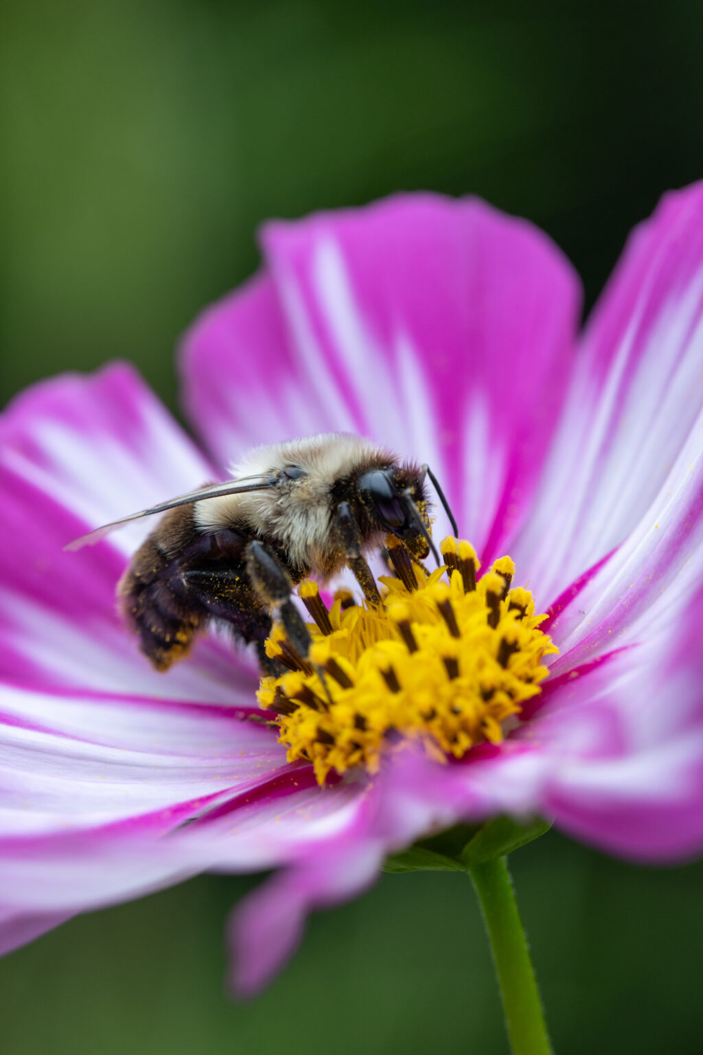 Bee Gathering Pollen