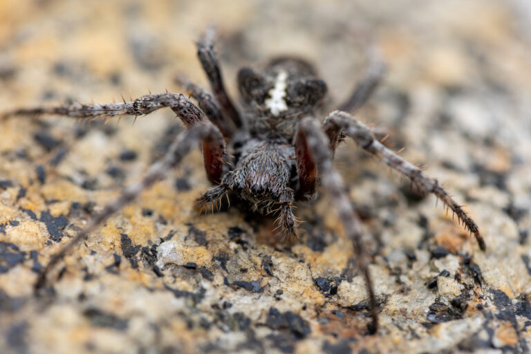 Spider on a Rock