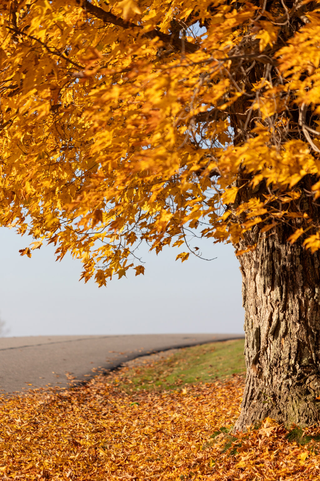 Maple Tree Fall Foliage