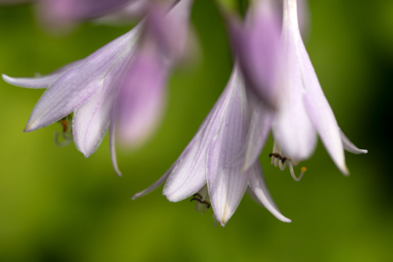 Dripping Hosta Flowers