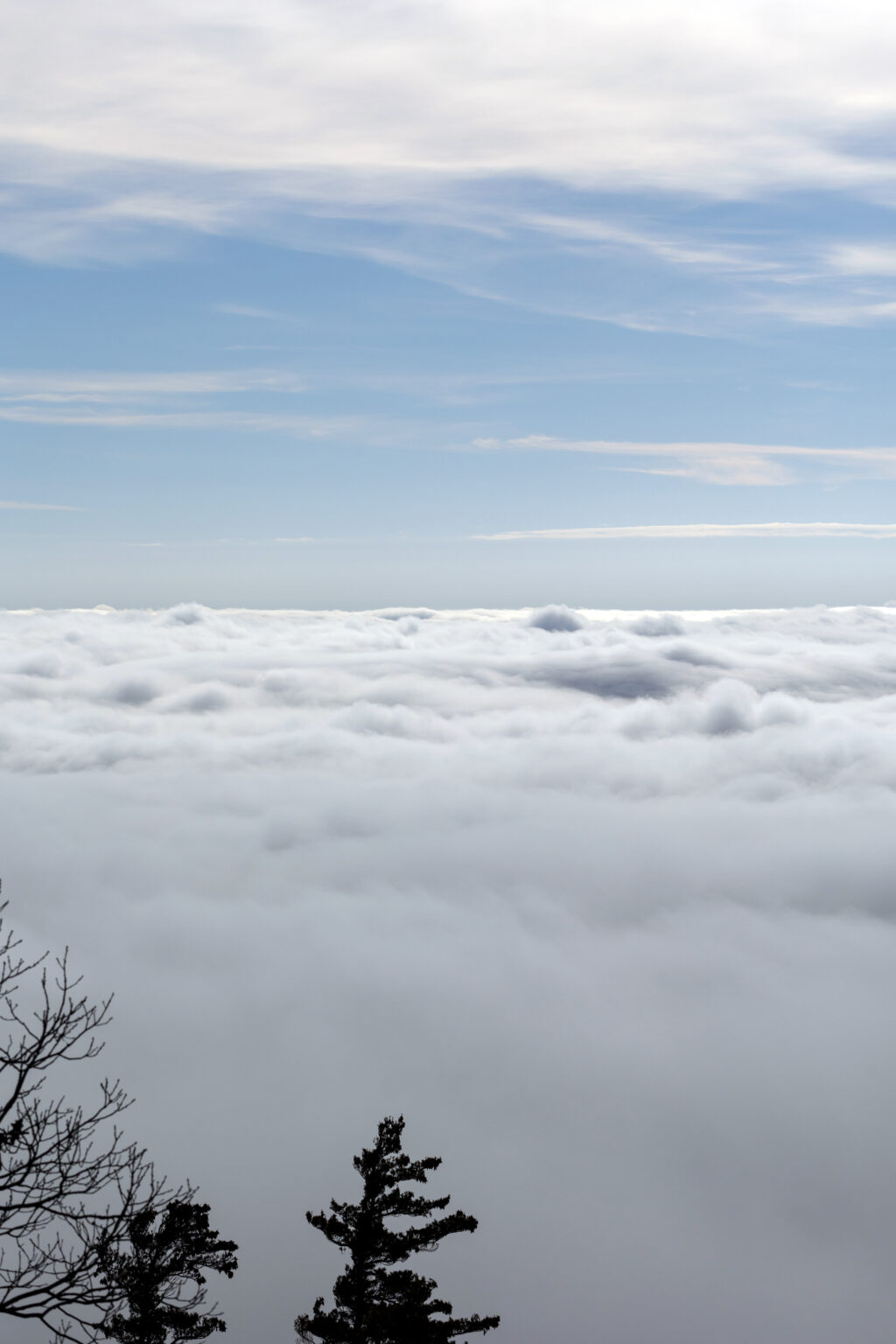 Low Clouds and Tree Silhouettes