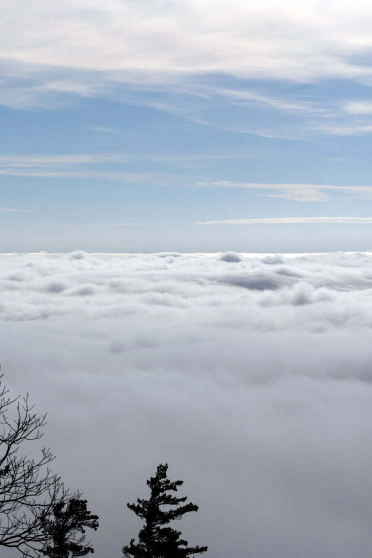 Low Clouds and Tree Silhouettes