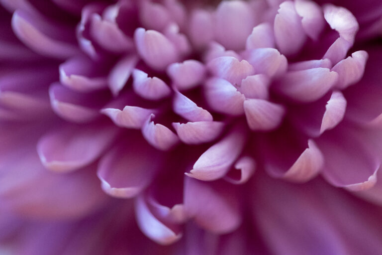 Pretty Purple Flowers