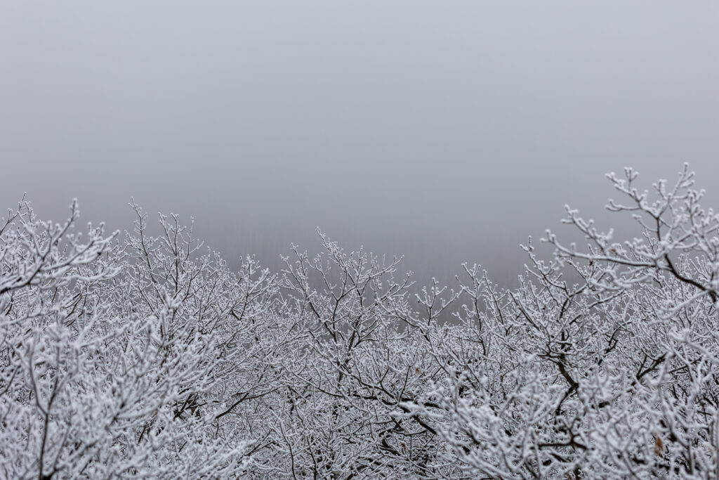 Snowy Forest Fog