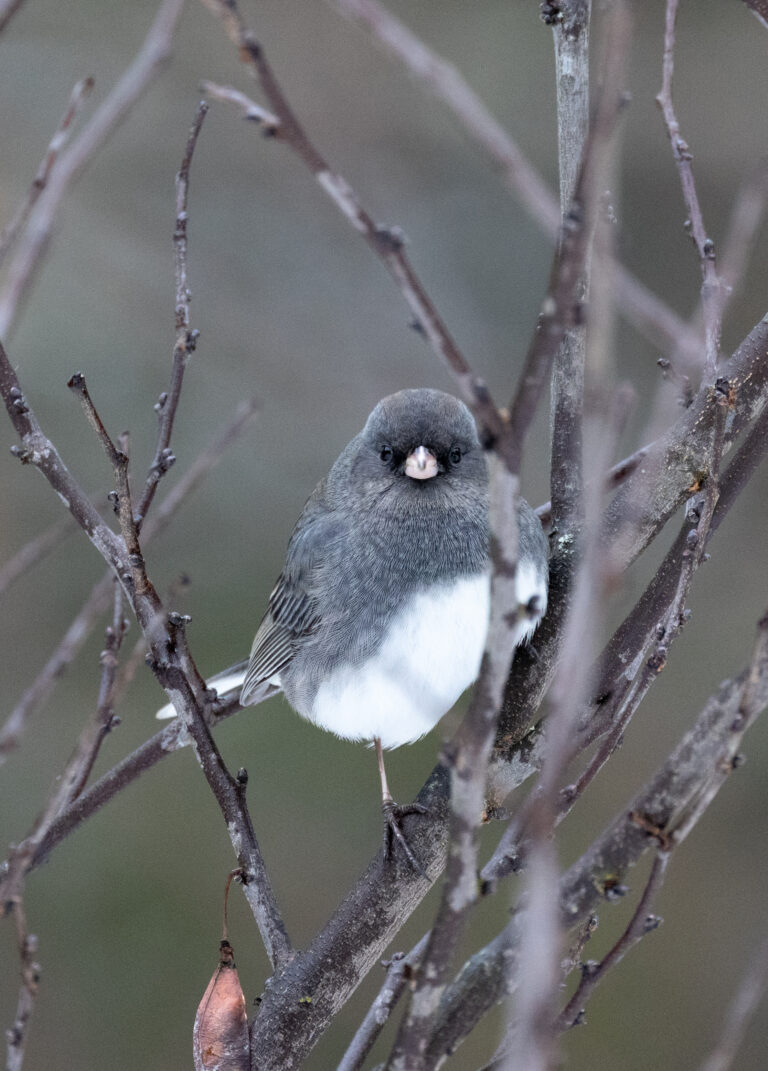 Bird Perched in a Tree Branch