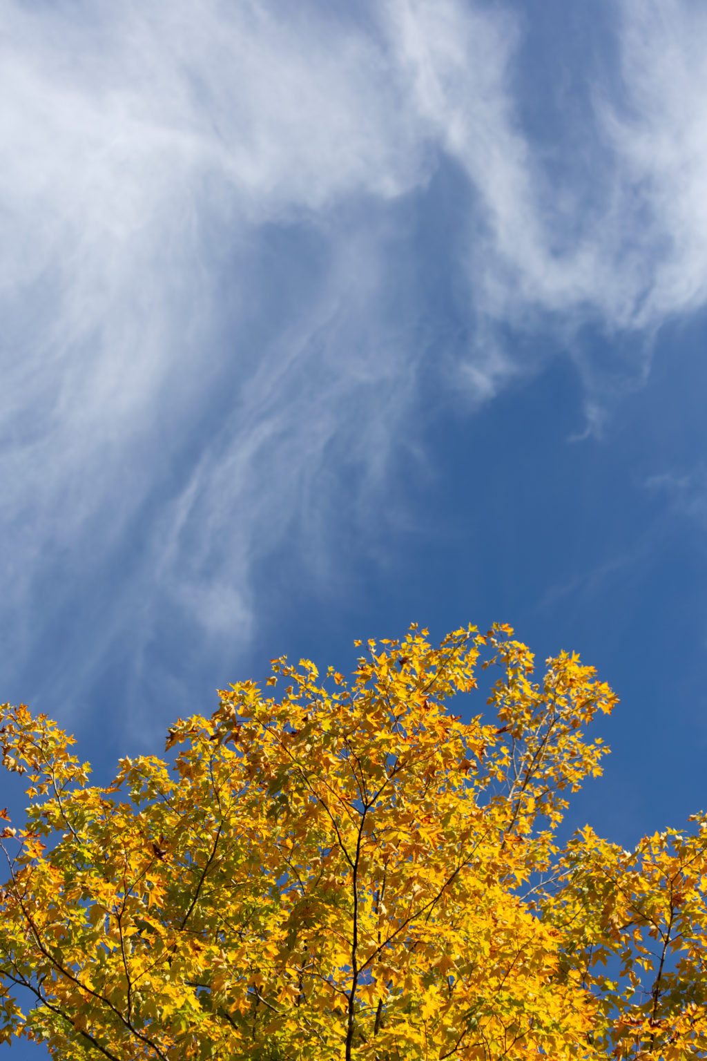 Golden Tree and Wispy Clouds