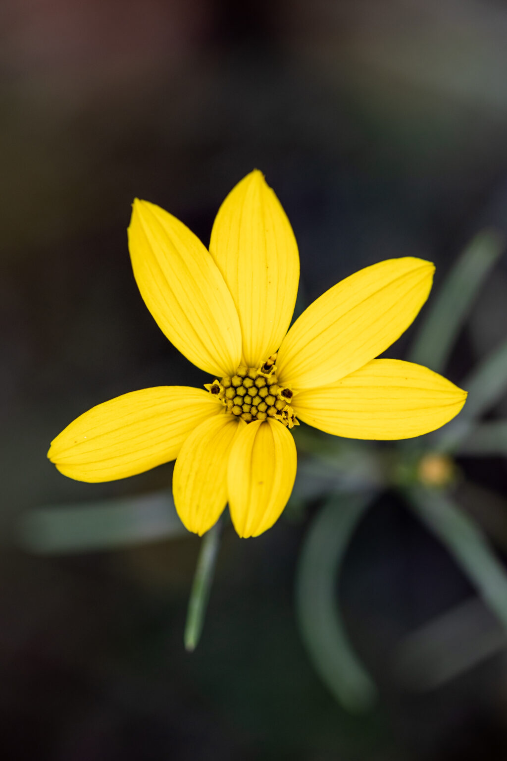 Isolated Yellow Flower