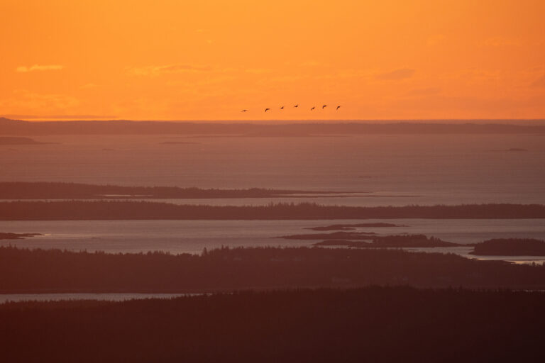 Birds Flying at Sunrise