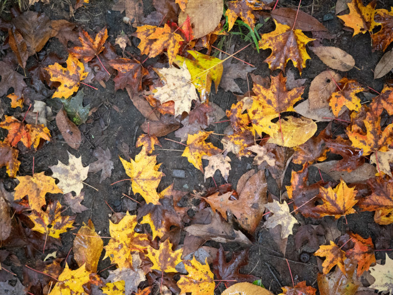 Wet Fall Forest Floor