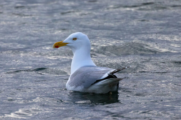 Ocean Seagull