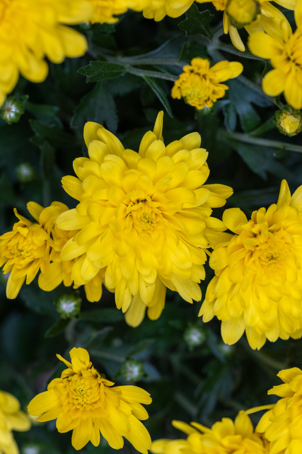 Yellow Flowers