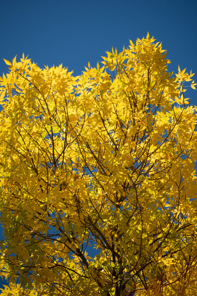 Bright Fall Day