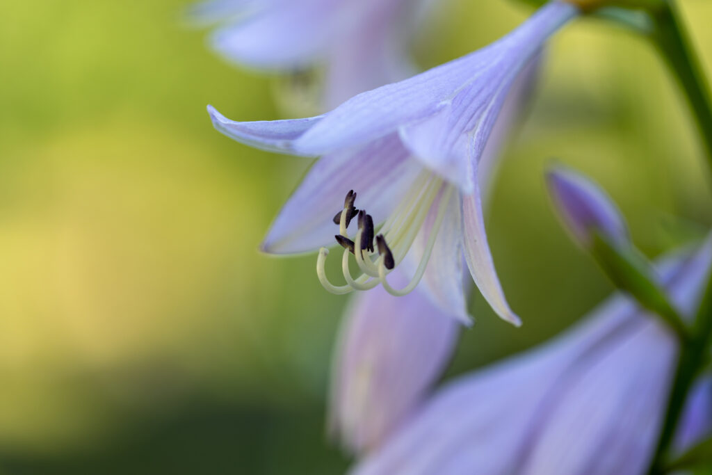 Summer Flowers Blooming