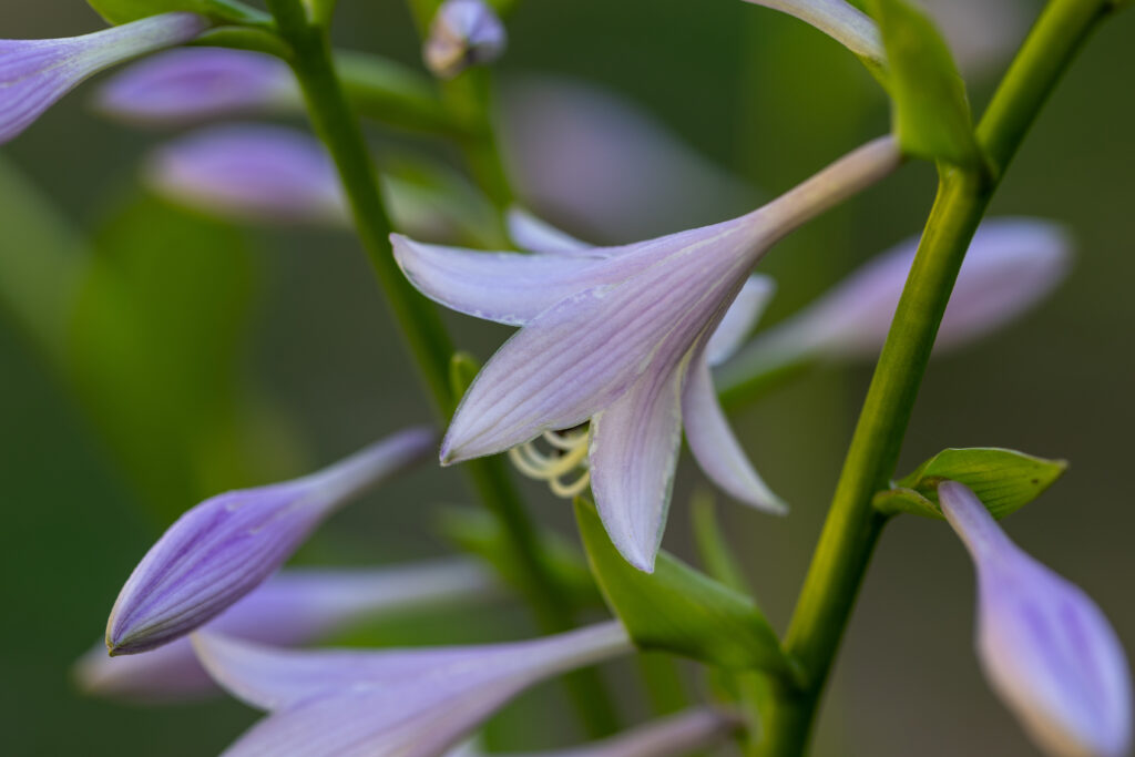 Pretty Summer Flowers