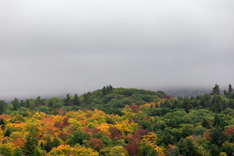 Rainy Fall Day