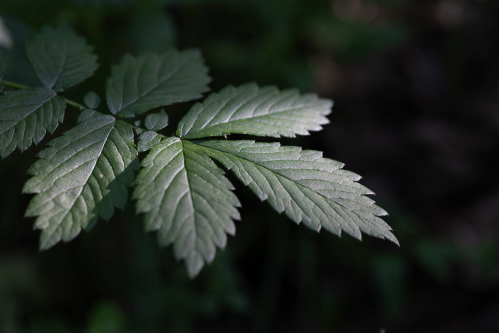 Dark Forest Leaves