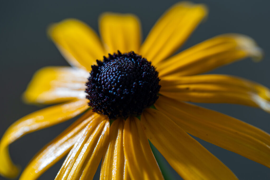 Macro Summer Flower