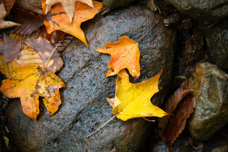 Bright Wet Leaves