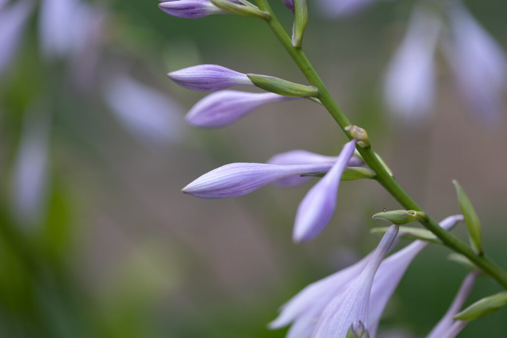 Pretty Flower Bulbs