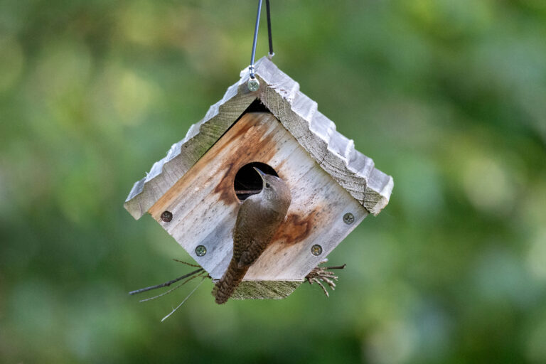 House Wren Birdhouse