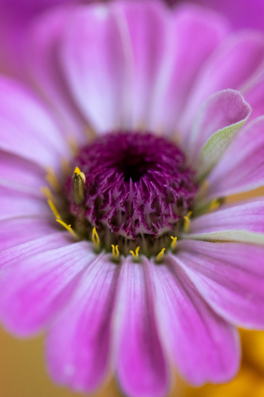 Intricate Flower Details