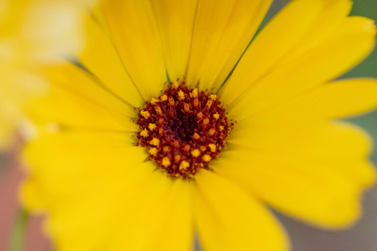 Bright Flower Macro